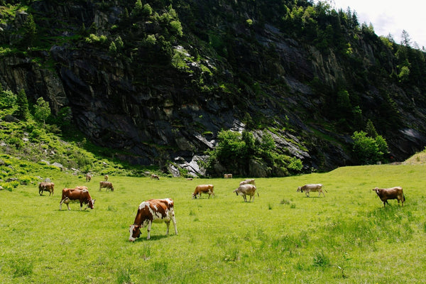 Almabtrieb Alpbachtal 2026: Termine, Reith und Tipps - TIROLISH