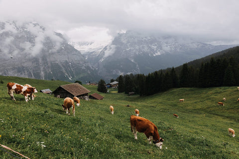 Almauftrieb in Tirol: Wenn die Kühe wieder auf die Alm kommen - TIROLISH