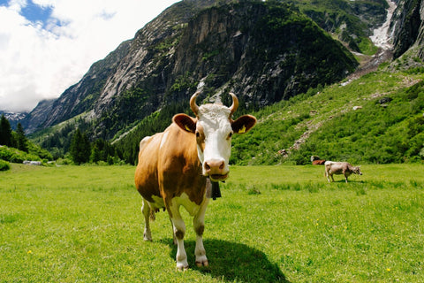 Heumilch g.t.S.: Was die Wiese im Käse wirklich macht - TIROLISH