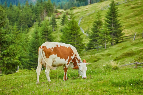 Heumilch: Warum sie anders schmeckt als jede andere Milch - TIROLISH