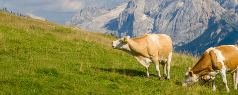Da kommt die Heumilch her ...