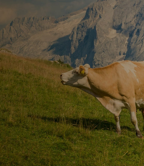 Da kommt die Heumilch her ...